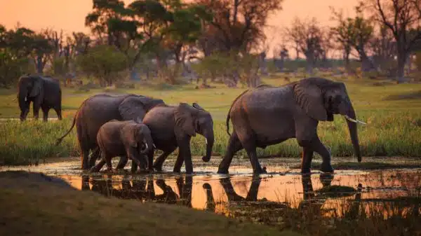 Zanimljivo otkriće: Slonovi jedni drugima daju imena?