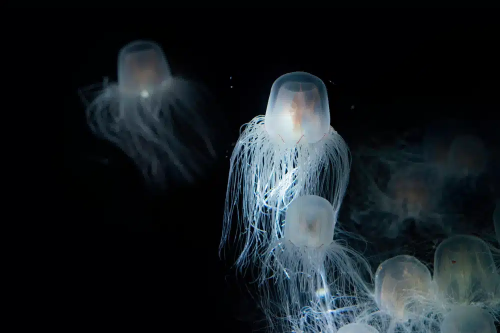 besmrtna meduza i etička pitanja vezana uz istraživanja