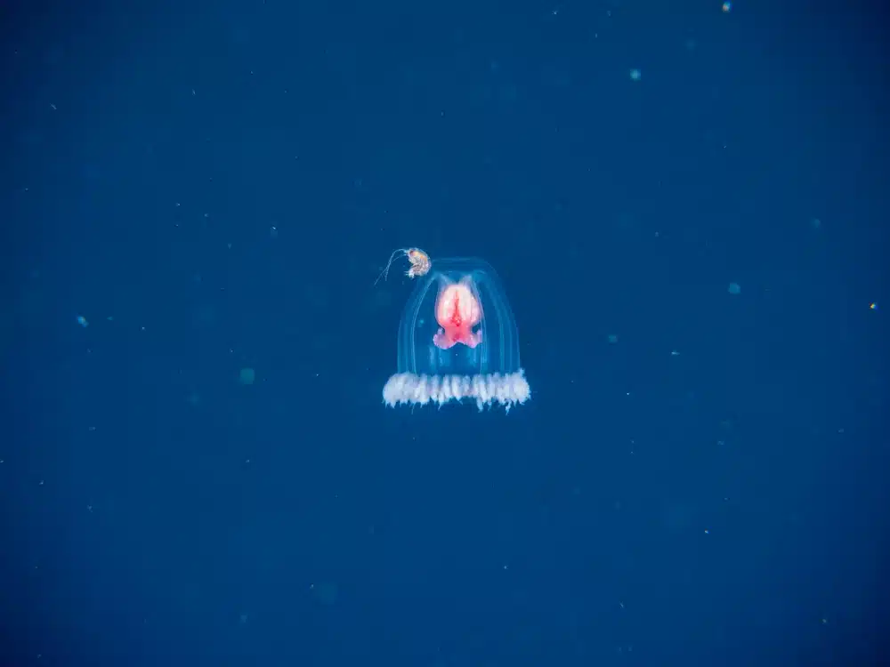 kakav utjecaj na ekosustave ima besmrtna meduza