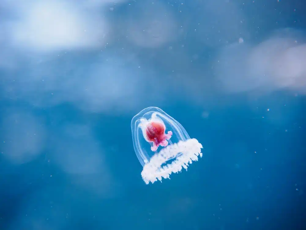 Može li besmrtna meduza pomoći zaustaviti starenje kod ljudi?