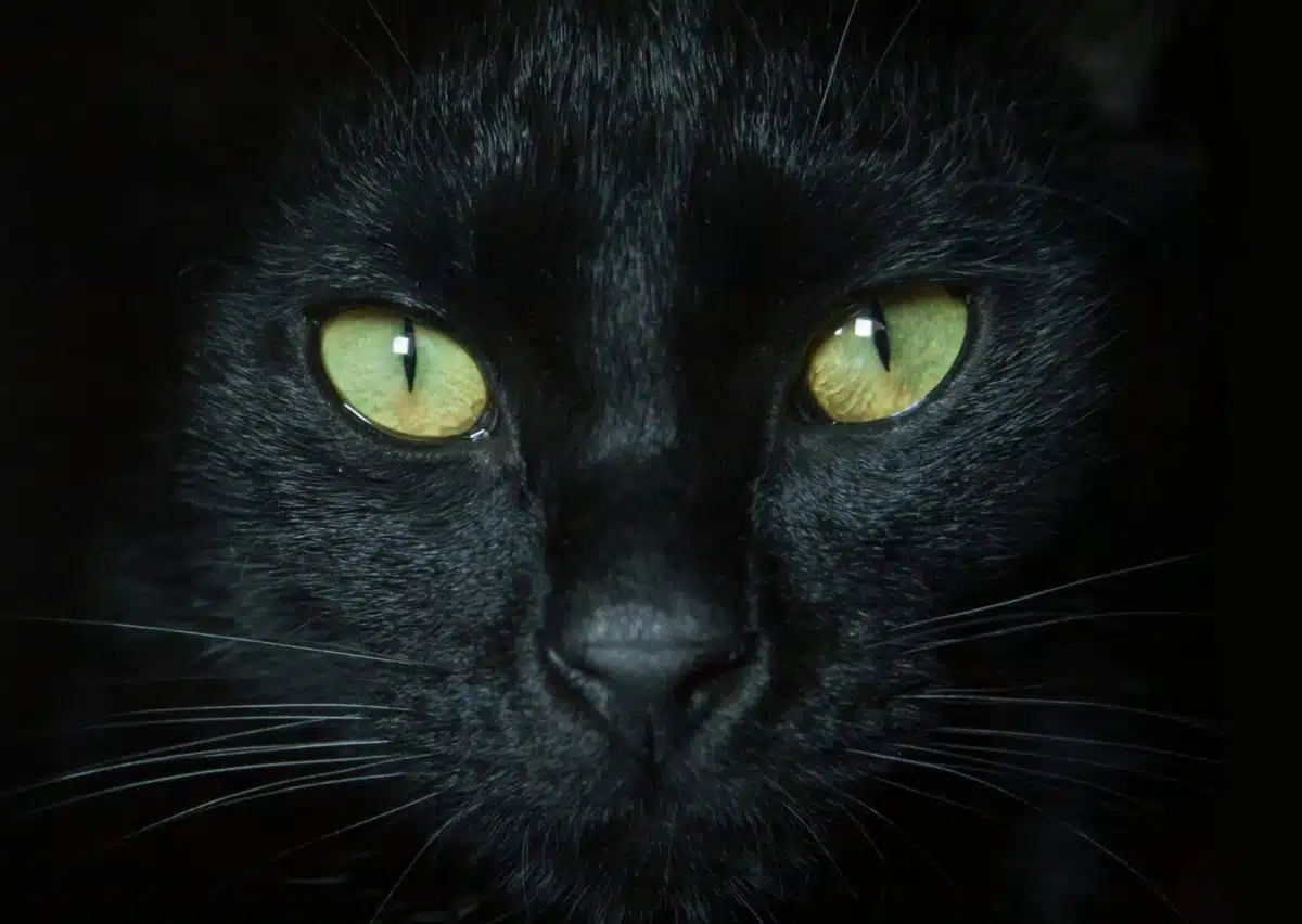 u zanimljivosti o mačkama navodimo i regulaciju svjetlosti kao funkciju mačjih očiju