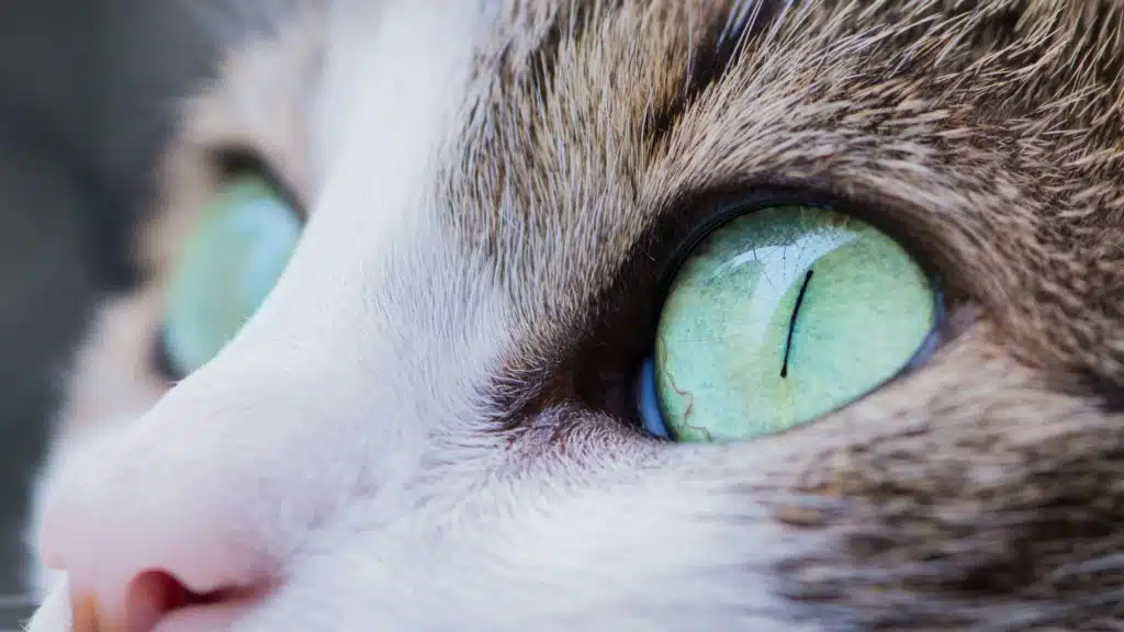 10 zanimljivosti o mačkama i mačjim zjenicama