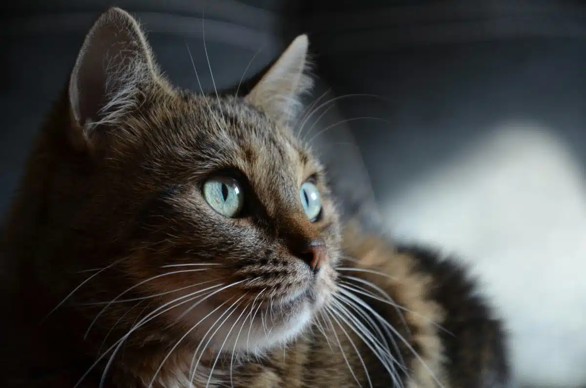 u zanimljivosti o mačkama navodimo i utjecaj svjetla na ponašanje mačaka