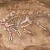 7 zanimljivih primjera kako nastaju fosili