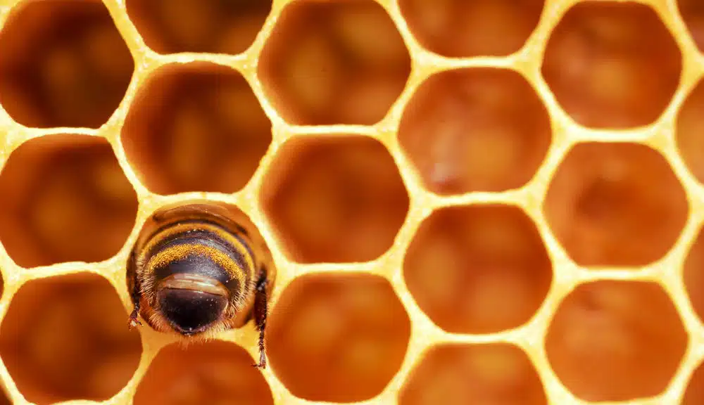 Otkrijte zašto pčele proizvode med i kako to točno rade