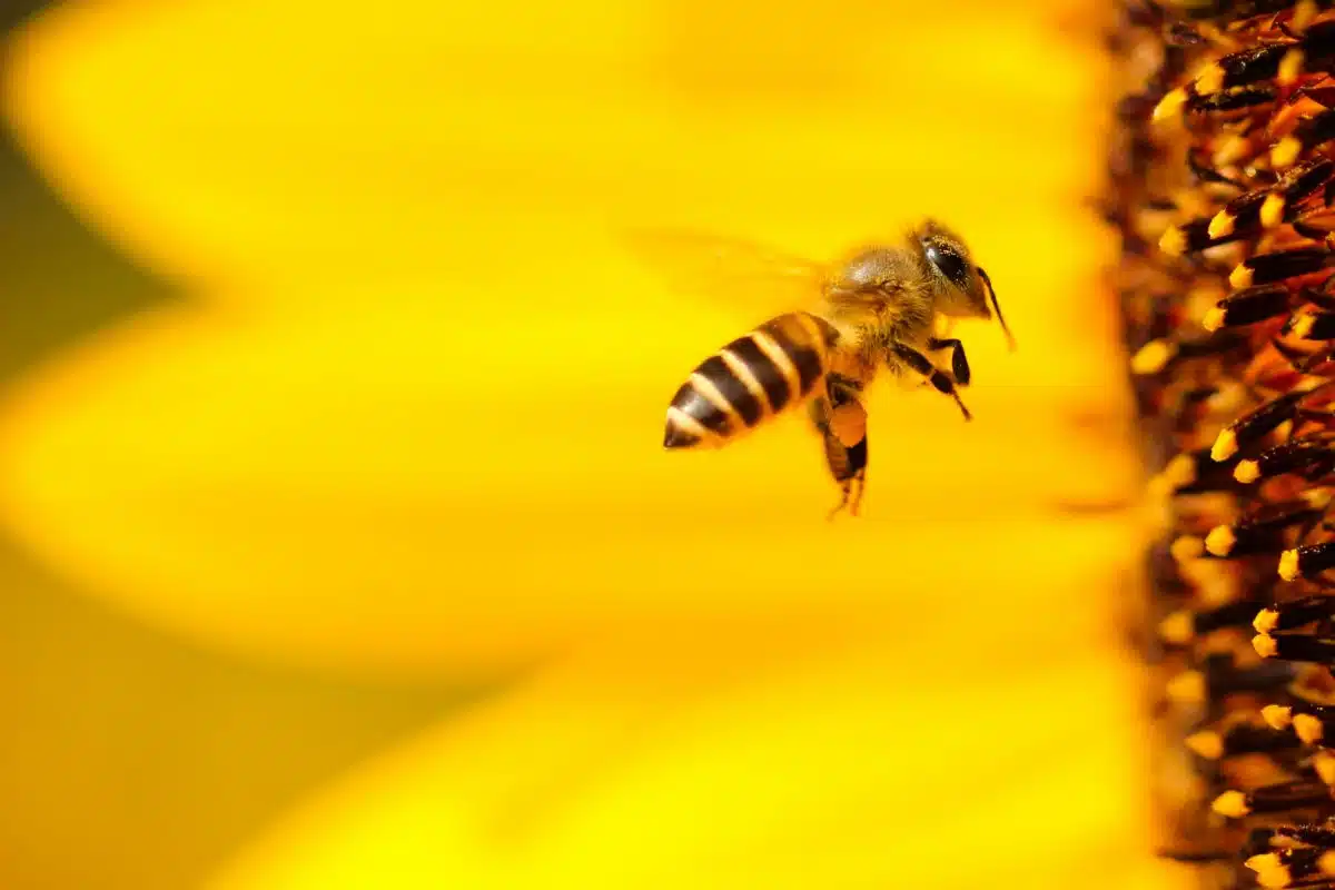 Donosimo odgovor na pitanje zašto pčele proizvode med