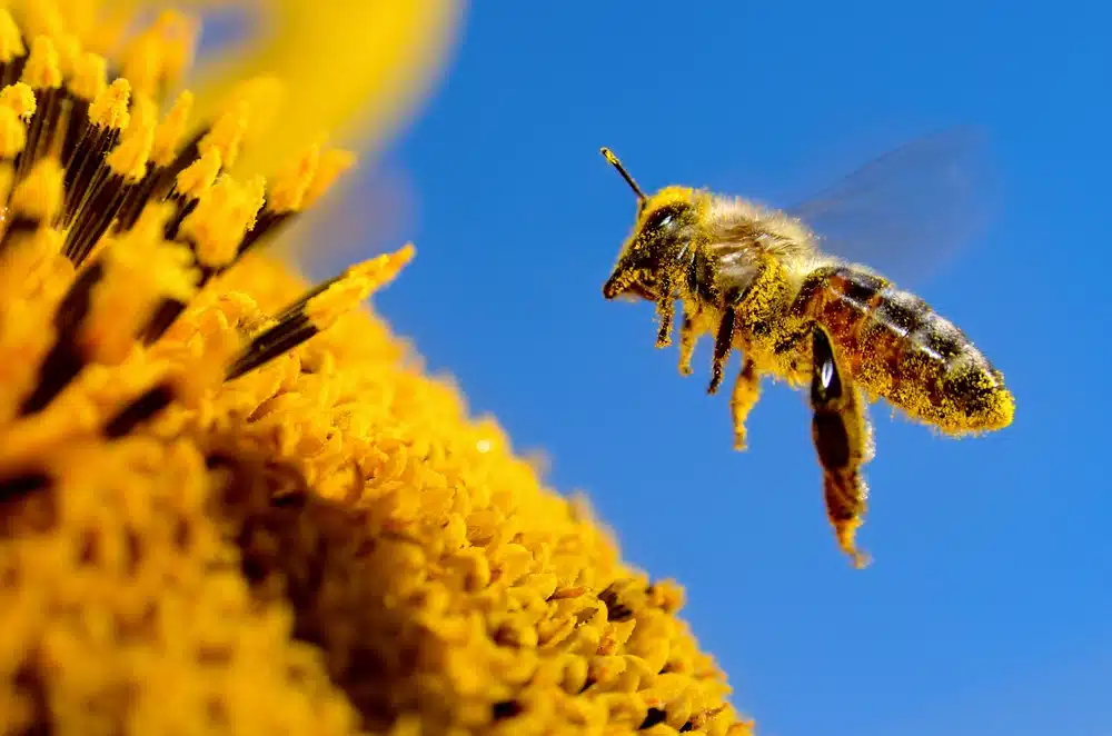 odgovor na pitanje zašto pčele proizvode med počinje skupljanjem cvjetnog peluda