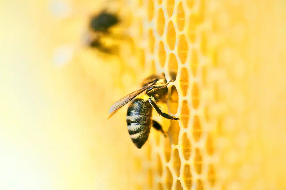 saznajte zašto pčele proizvode med i zašto ga spremaju u heksagonalni oblik saća