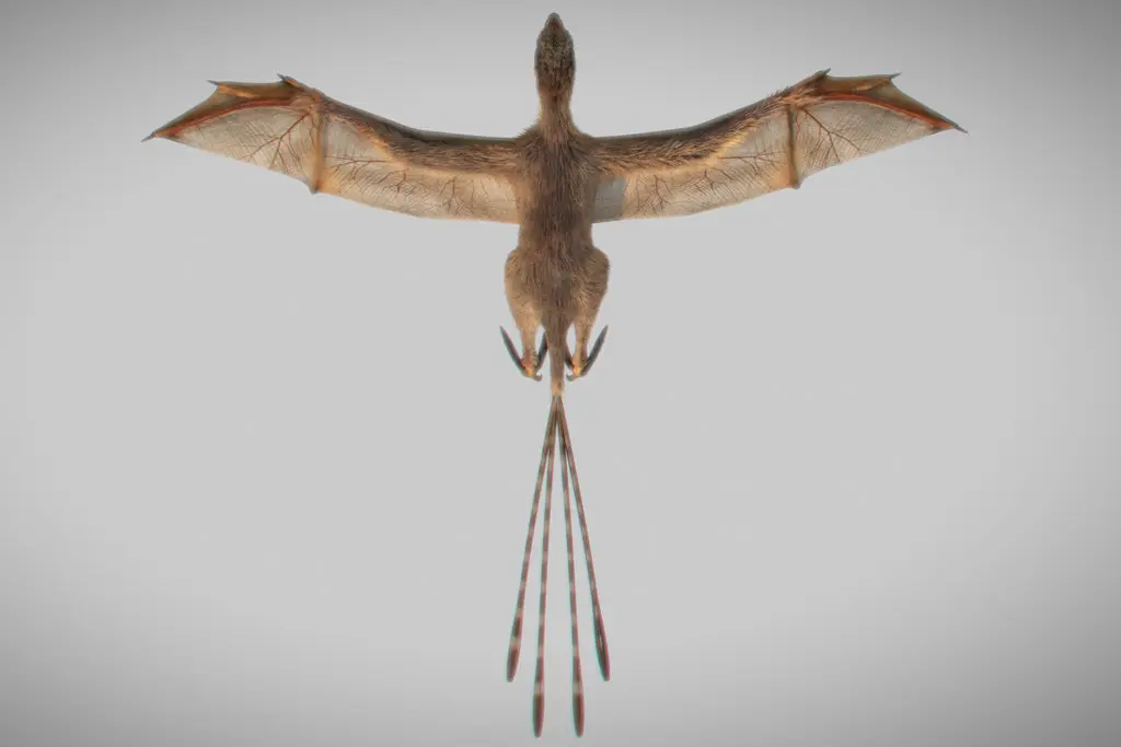 Ambopteryx longibrachium, novootkrivena vrsta scansoriopterigidnog dinosaura sa šišmišolikim krilima, pronađena u provinciji Liaoning, Kina. Zasluge: Min Wang/Kineska akademija znanosti