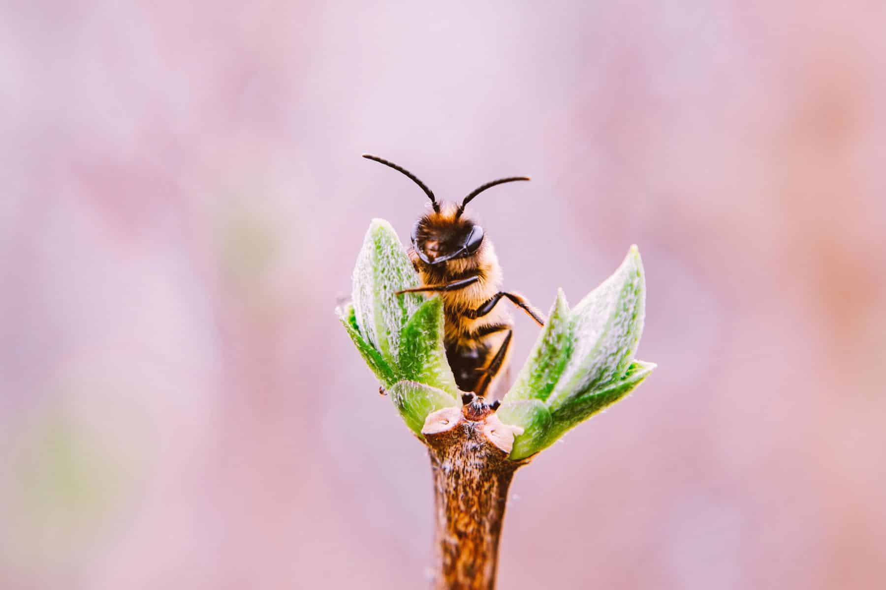 insekti koji su promijenili svijet