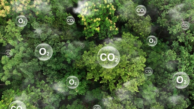 Što je fotosinteza i kako funkcionira? Donosimo 15 činjenica